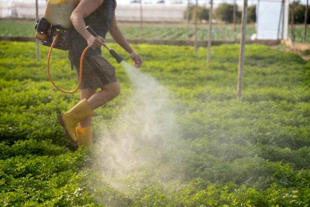 Best Affordable Pest Control Services  in Arta, CA