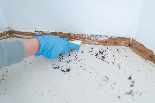 Best Pest Prevention Services  in Arta, CA